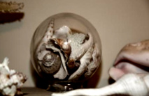 Cabinet de curiosits